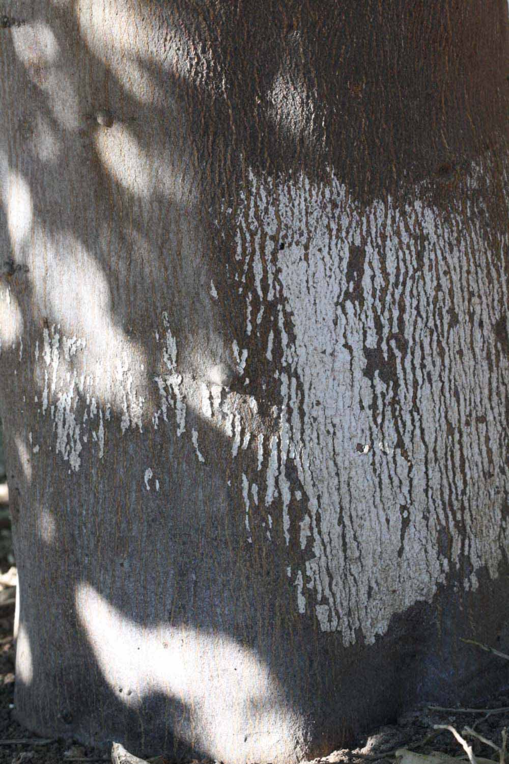            Bark (Riverside, CA)   